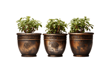 Bronze Planters on transparent background.