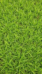 Vibrant green grass texture background perfect for nature or outdoor themed designs, lush, meadow