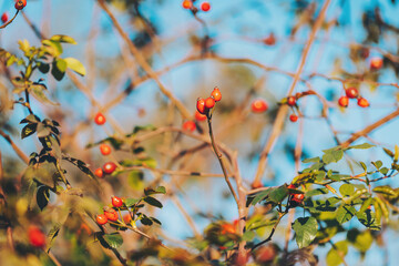 ripe rose hips on a bush. Rosehip. Fruit and vegetables. Plant and plants. Tree and trees. Shrub of Wild Rose fruit in natural environment. Source of vitamin C. Healthy berries.