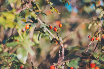 Red rosehip berries on the branches. Romantic autumn still life with rosehip berries. Wrinkled berries of rosehip on a bush on late Fall. Hawthorn berries are tiny fruits that grow on trees and shrubs