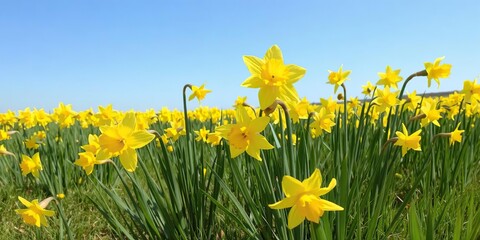 Vibrant yellow daffodil flowers blooming in a vast green field under the clear blue sky, colorful, nature