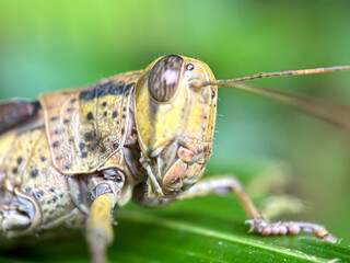 close up of a grasshopper
