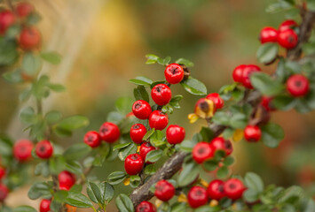 Obraz premium bright red berries in the forest, many red berries on the bush, red fruits in autumn, autumn atmosphere in the forest, cotoneaster berries