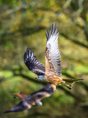 Red Kite, Milvus milvus, bird in flight