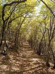 Obraz premium path in autumn forest