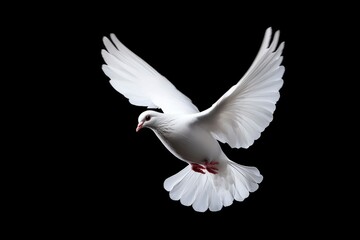 Obraz premium A White Dove in Flight Against a Black Background
