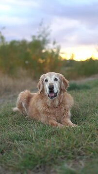 Unique Senior Golden Retriever with Underbite Short Nose Broken Jaw