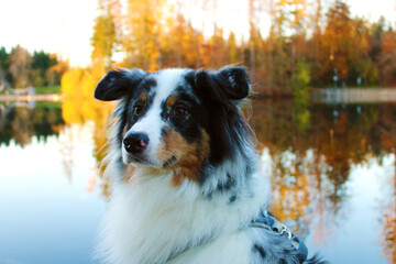 Australian Shepherd blue merle white copper closeup, fall at a lake