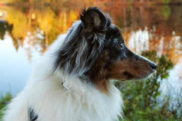 Australian Shepherd blue merle white copper closeup, fall at a lake