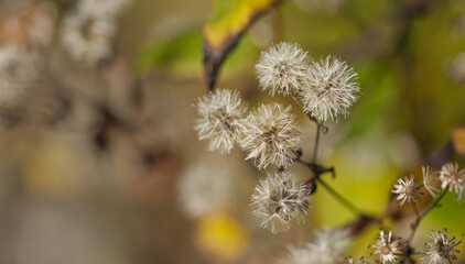 withered flowers in autumn, autumn flowers in the garden, wilted flowers, autumn atmosphere in nature with wilted plants