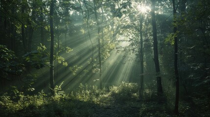 Sunlight filtering through a dense forest canopy, casting shadows on the ground