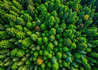 Captivating aerial perspective of a vibrant green forest texture, illustrating natural landscapes and organic patterns perfect for inspiring beautiful backgrounds and innovative designs.