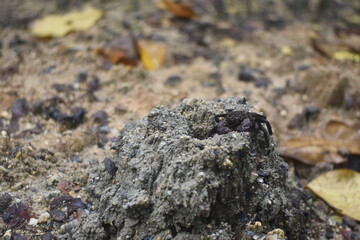 Tree climbing crab on a rock looking at the camera