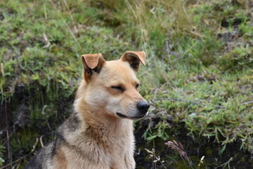 portrait of a dog