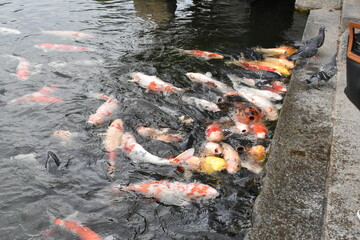 Japanese koi fish fighting for food