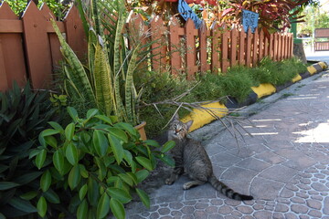 Stray kitten cat looking up at the sky in front of brown garden fence with plants