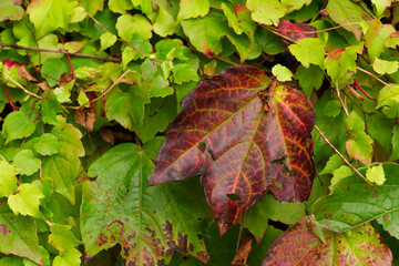 Herbstlich verf&auml;rbte Weinbl&auml;tter