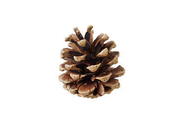 christmas pine cone isolated on white or transparent png
