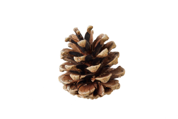 christmas pine cone isolated on white or transparent png