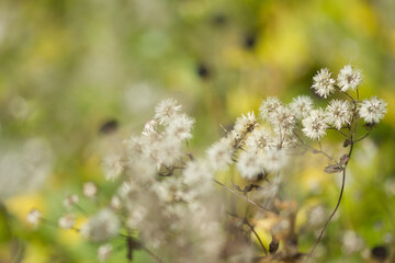autumn flowers in the garden, withered flowers in autumn, wilted flowers, autumn atmosphere in nature with wilted plants