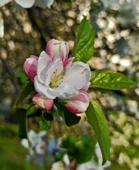 Apple blossom. Spring flowers. Close-up. For design. Nature.