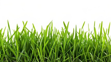 Fototapeta premium Isolated crop on white background showcases nature's bounty. A vivid display of agricultural produce that highlights its beauty and importance.