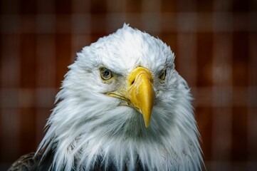 Closeup bald eagle portrait showcasing its fierce and regal appearance on a blur striped background
