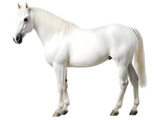 Fototapeta premium Profile of White Horse Isolated on transparent Background 