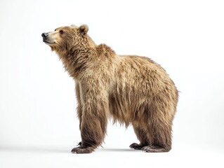 Fototapeta premium Bear standing, white isolate background