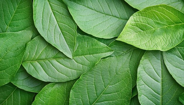 Close-up view of lush green leaves showcasing the beauty of natural foliage