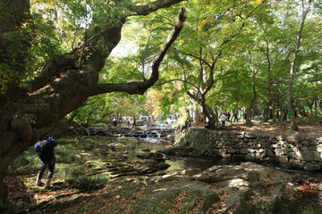 가을 단풍과 사람들