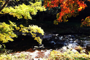 가을 단풍과 사람들