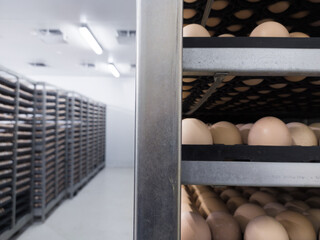 Eggs trolley in the cold storage room for hatchery production, Hatching eggs in trolley on the...