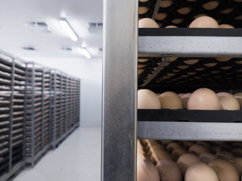 Eggs trolley in the cold storage room for hatchery production, Hatching eggs in trolley on the storage room ready hatching incubation.