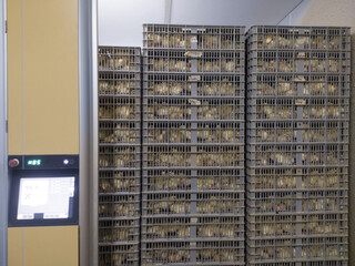 Hatching eggs in modern incubator hatchering machine, A newborn chicken is knocked out of an eggs ,brood of small chicks. High Technology of newborn chicken  production.