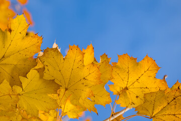 autumn maple leaves on a tree close-up