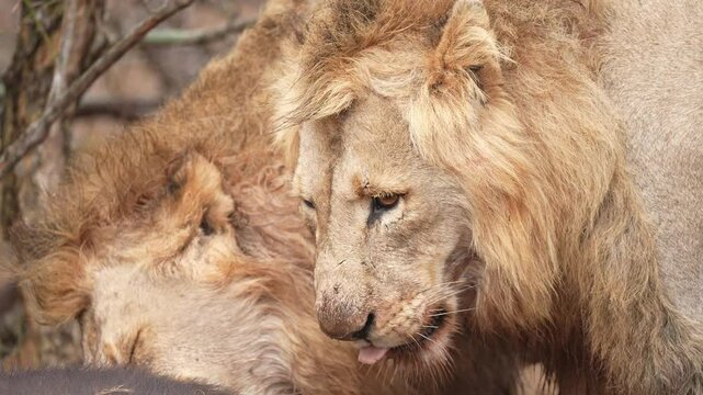 Two mature male African Lions (Panthera leo) on a Cape Buffalo the brothers just killed. Note the fresh bite wound on the neck of far lion. Slow motion, 25 percent natural speed.