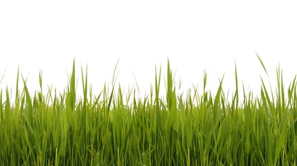 Isolated crop on white background showcases nature's bounty. A vivid display of agricultural produce that highlights its beauty and importance.