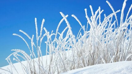Obraz premium Cold, snowy grasses in front of a clear blue sky, symbolizing nature resilience in winter.