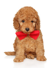 Cute Toy Poodle Puppy with Red Bow Tie