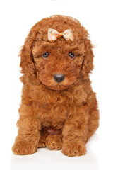 Cute red Poodle Puppy with Bow