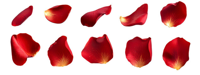 Fototapeta premium Collection of red rose petals isolate on transparent background, cutout, png