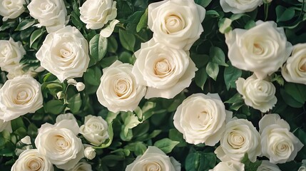 Obraz premium Elegant wedding backdrop with lush white roses and delicate greenery, perfect for a romantic setting.