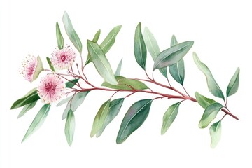 Eucalyptus Greenery. Watercolor Hand-Drawn Illustration of Exotic Gum Leaf and Flowers on White Background