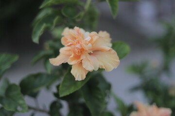 orange flower in the garden