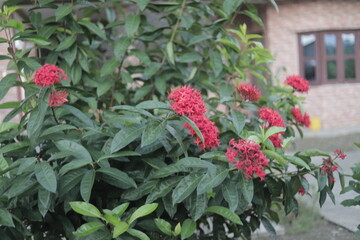 Red flower with beautiful green leaves 