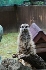 ミーアキャット