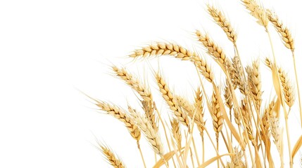 Isolated crop on white background showcases nature's bounty. A vivid display of agricultural produce that highlights its beauty and importance.