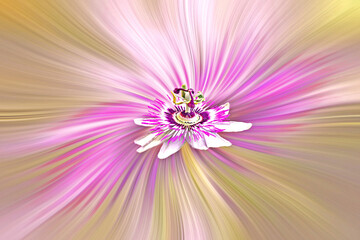 Obraz premium Fleur de Passiflore