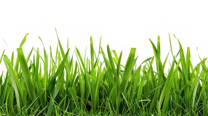 Obraz premium Isolated crop on white background showcases nature's bounty. A vivid display of agricultural produce that highlights its beauty and importance.